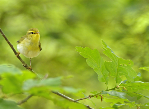 Wood warbler, small bird with yellowish colouring and eye stripe, sitting in an oak tree by Andy Rouse/2020VISION