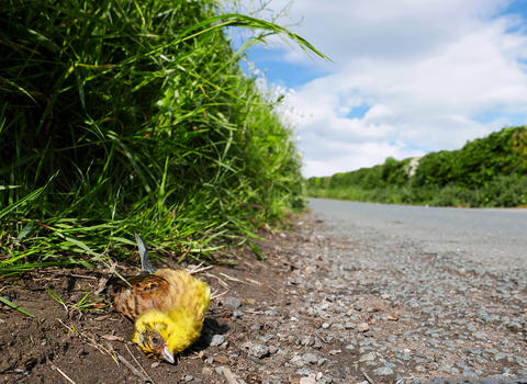 Dead yellowhammer by the side of the road (c) Shutterstock