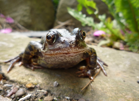 Common frog on a garden path looking into the camera lens by Stu Brown