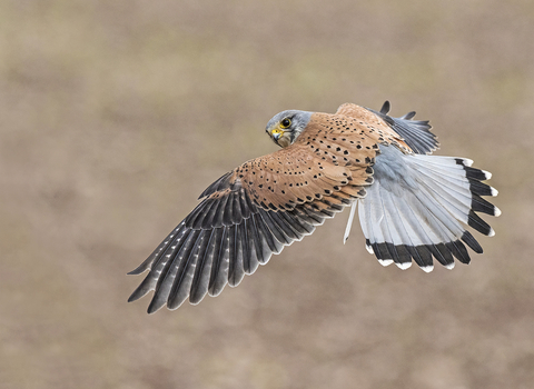 Kestrel flying and looking over its shoulder, wings and tail outstretched by Bob Tunstall