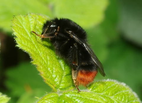 Red-tailed bumblebee, black body with a red tail, sitting on a leaf by Kevin McGee