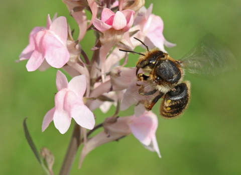 Largely dark bee, with hairs to side of thorax, hovering at and feeding from a pink flower by Wendy Carter