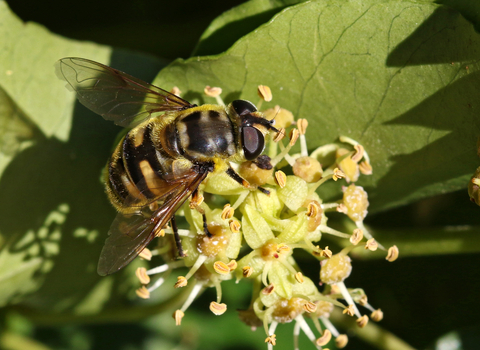 Black and yellow hoverfly with a 'Batman' symbol on the thorax sitting on ivy flower by Wendy Carter