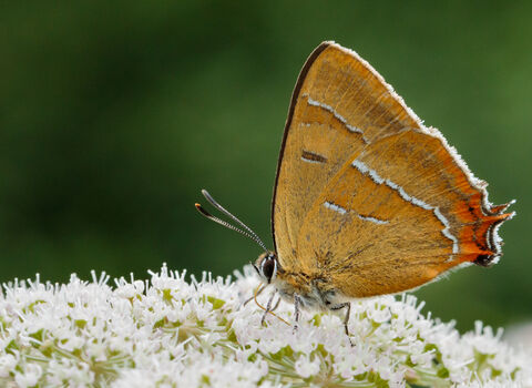 Brown hairstreak butterfly feeding on cream coloured umbel flowers by Jill Orme