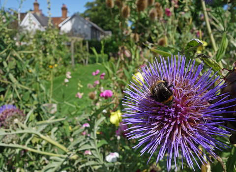 Buff-tailed bumblebee on large purple flower in garden by Wendy Carter