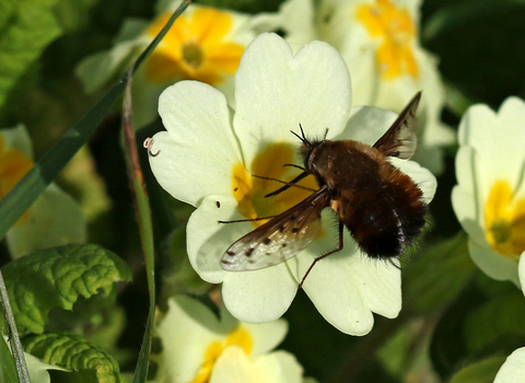 Dotted bee-fly feeding from a primrose flower, dotted wings clearly shown by Wendy Carter