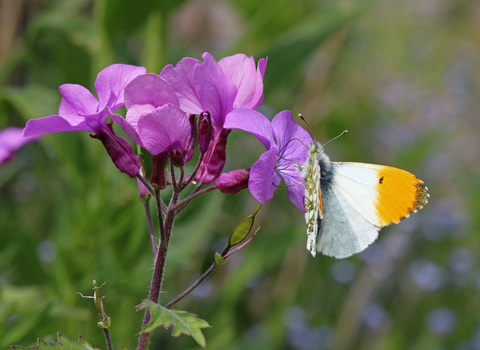 Butterfly with white wings tipped with orange, feeding on a purple honesty flower by Wendy Carter