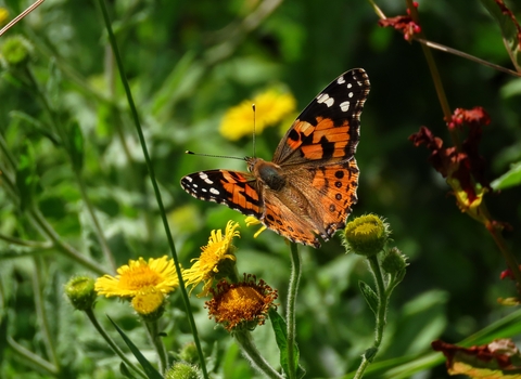 A painted lady butterfly perched on a dandelion