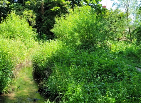 A view of a stream, with a path to the right