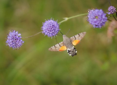 A hummingbird hawk-moth flying towards a flower