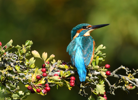 A kingfisher perched on a branch by the River Avon