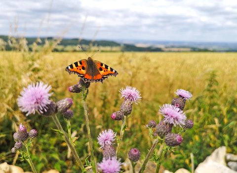 A small tortoiseshell perched on knapweed on farmland