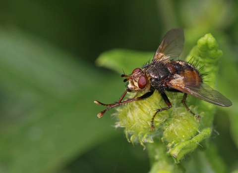 Tachina fera perched on a leaf