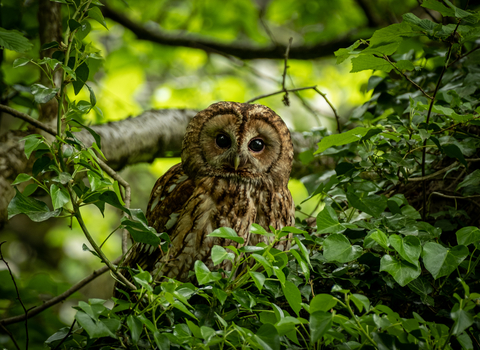 A tawny owl perched on a branch looking at the camera
