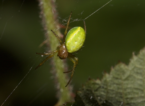 A cucumber spider spinning a web