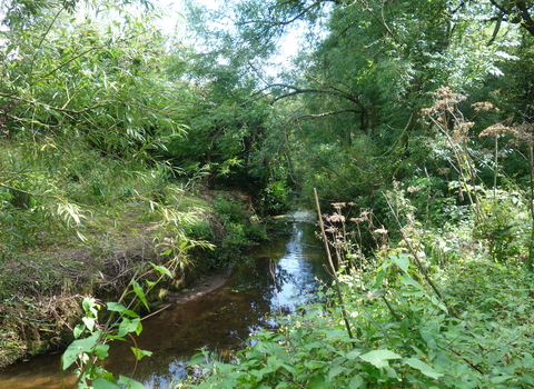 Laugherne Brook Local Nature Reserve - the brook running through vegetation by Liz Yorke