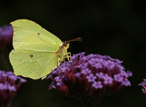 Yellow brimstone butterfly feeding on purple verbena flower by Wendy Carter
