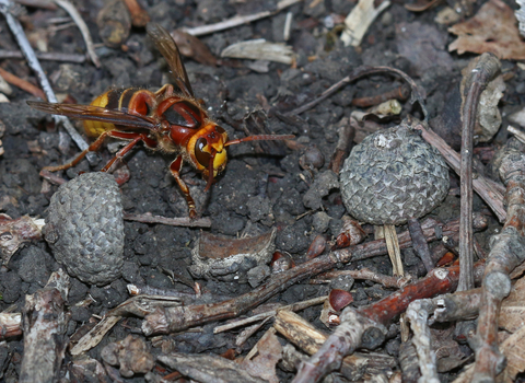 European hornet walking across the ground