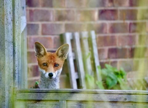 Fox (orangey-red face with white chin and neck) looking over a garden fence
