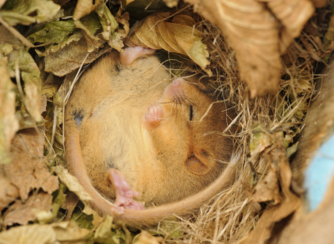 Dormouse sleeping in nest