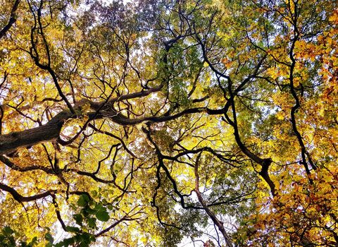 Autumn tree canopy