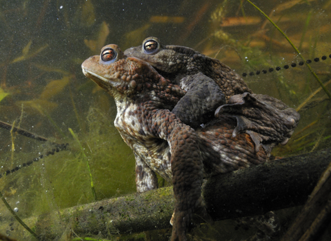 Common toads underwater with strings of toadspawn in the water
