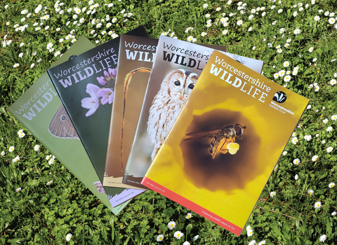 A selection of membership magazines fanned out with a daisy-filled lawn in the background