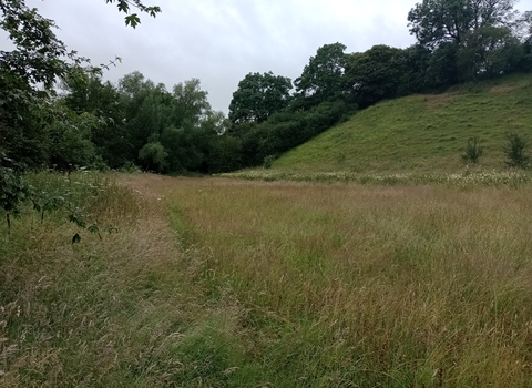 Meadow and bank at Hollow Meadow