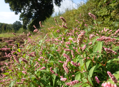 Pink flowers of redshank flowering in abundance