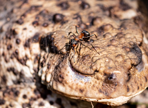 A wood ant is standing on a toad, just above the toad's closed eye. The wood ant is black and red, the toad is a mottled brown