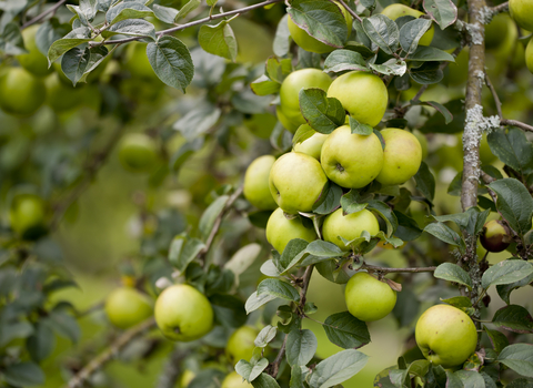 green apples bunched together on a tree