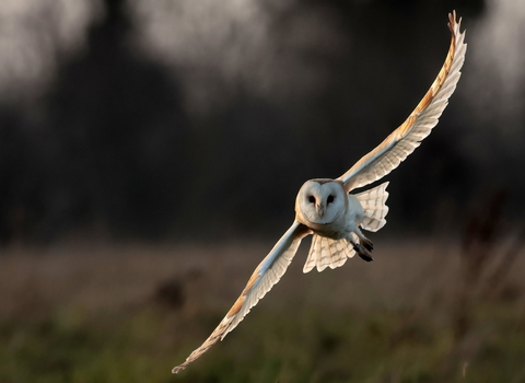 Barn owl flying towards the camera, it's dusk and there's a field in the background with a tall hedgerow in the far distance