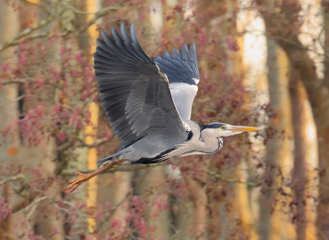 A grey heron flying past trees and autumn-coloured leaves - the heron is several shades of grey, with a white neck and long yellow bill. It looks like a sunny early evening.