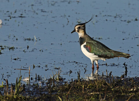 Lapwing standing beside water - the bird has an thin crest from the back of its head, a cream face with black markings and green/grey wings