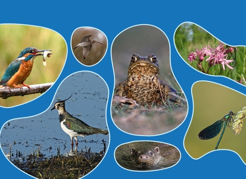 puddle-shaped cut outs of seven species of wetland wildlife - kingfisher, curlew, toad, ragged robin, lapwing, otter, beautiful demoiselle