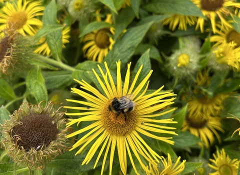 A bumble bee sitting on a yellow inula flower, surrounded by other inula flowers