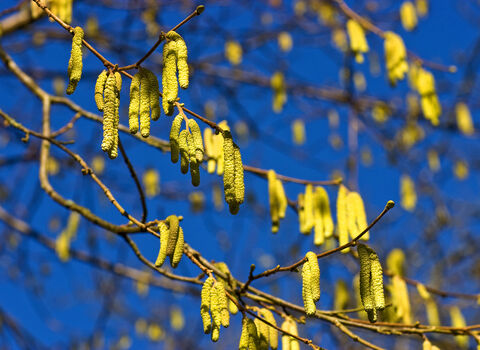 Yellow hazel catkins catching the sun as they dangle from a tree on a bright, blue-sky spring day