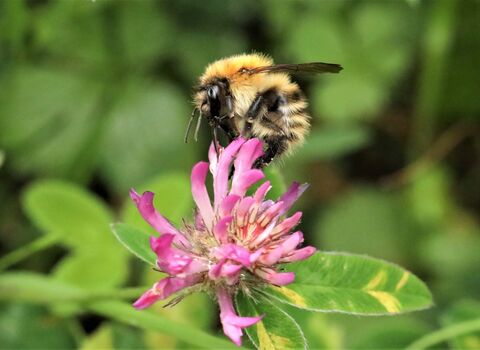 Common carder bee on red clover flower
