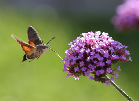 A hummingbird hawk-moth is hovering at a purple verbena flower as it feeds; the orange underwings are lit by sunlight