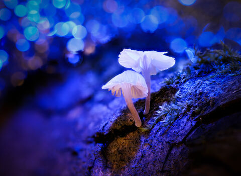 Two white mushrooms are in the foreground slightly off-centre. They are surrounded by blue light but their shadow highlights the brown colour of the tree they're growing from