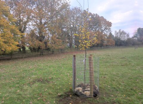 A photo showing a newly planted tree with yellow leaves surrounded by metal fencing held up by two posts in a green space with a line of autumn trees behind it