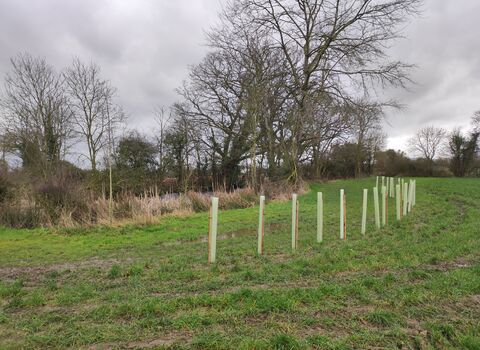 A line of newly planted trees with treeguards around them in a field with bare trees and hedges behind
