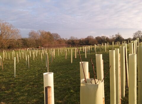 A photo showing a large field with many long rows of newly planted trees with large trees in the background and a cloudy sky with sunlight shining on the sides of the tree guards