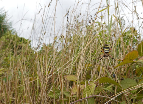Wasp spider (black, white and yellow striped) sitting on a web amongst long grass