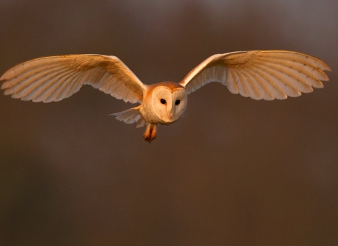Barn owl by Andy Rouse/2020VISION