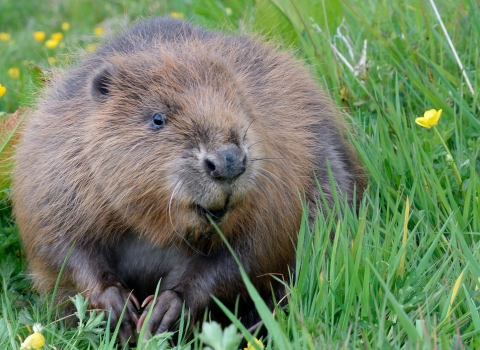 Beaver by Nick Upton & Cornwall Wildlife Trust