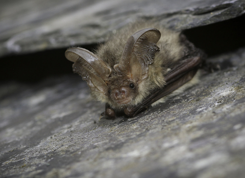 Brown long-eared bat between two roof tiles by Tom Marshall