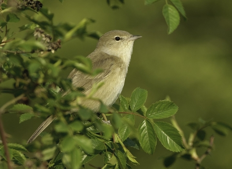 Garden warbler by Chris Gomersall/2020VISION