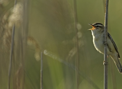 Sedge warbler (small bird with creamy breast, cream stripe over the eye and a brown head) clinging to a stem and singing