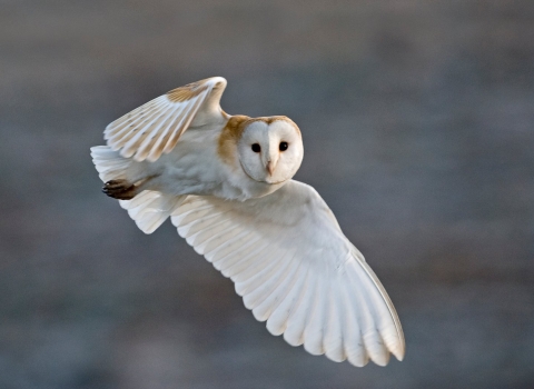 Barn owl in flight by David Tipling/2020VISION